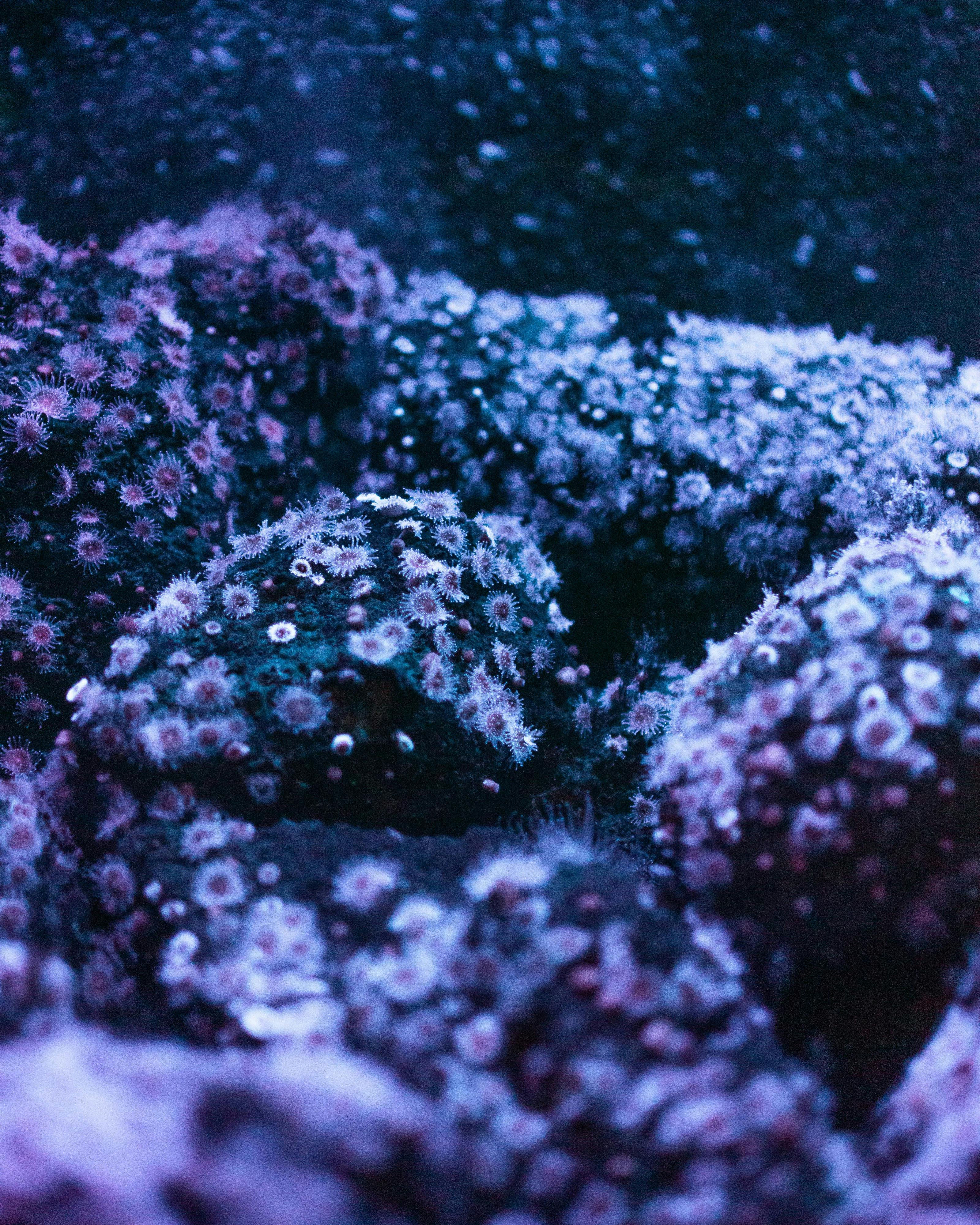 Ocean Discovery