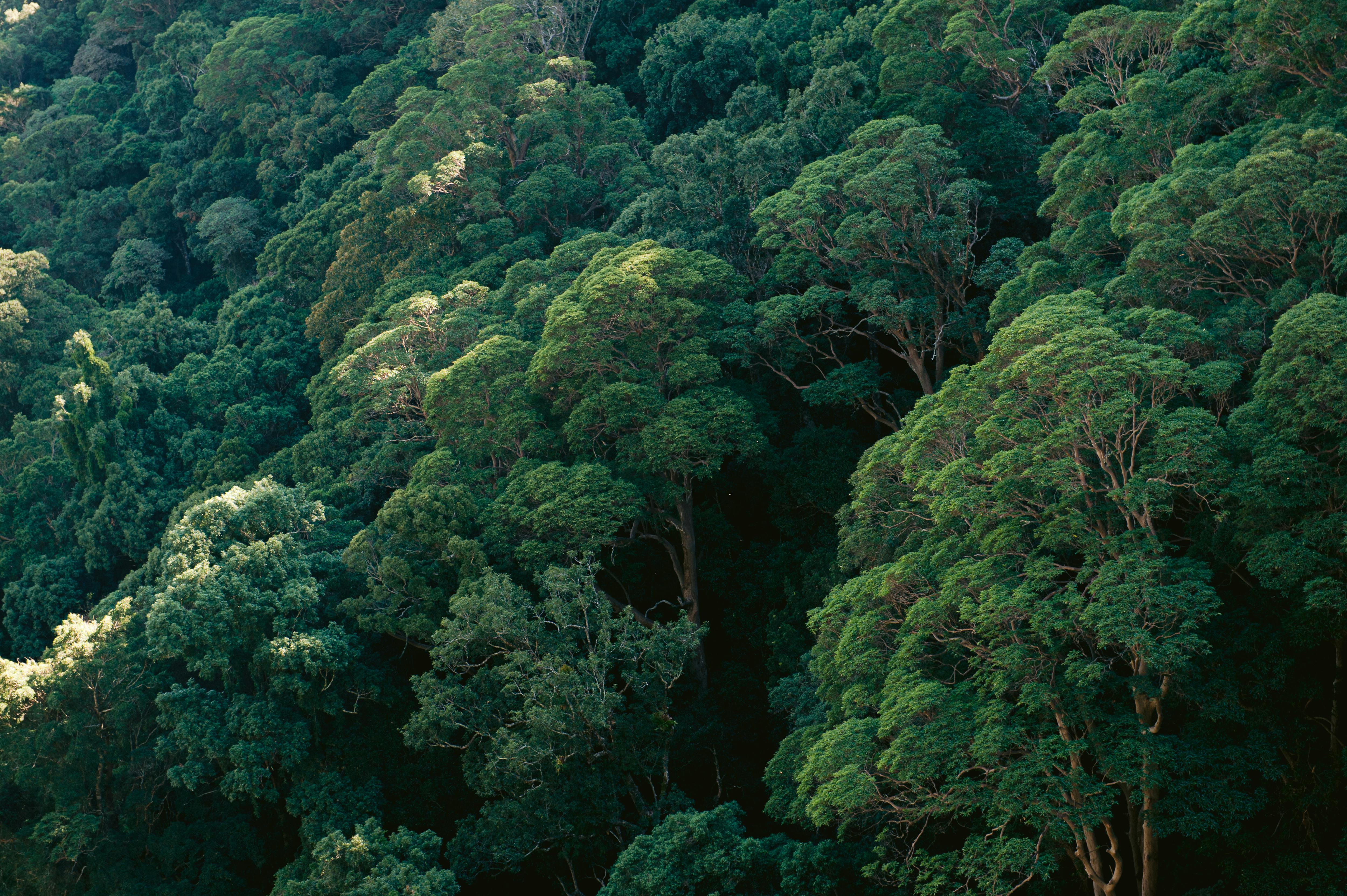 Rainforest Canopy