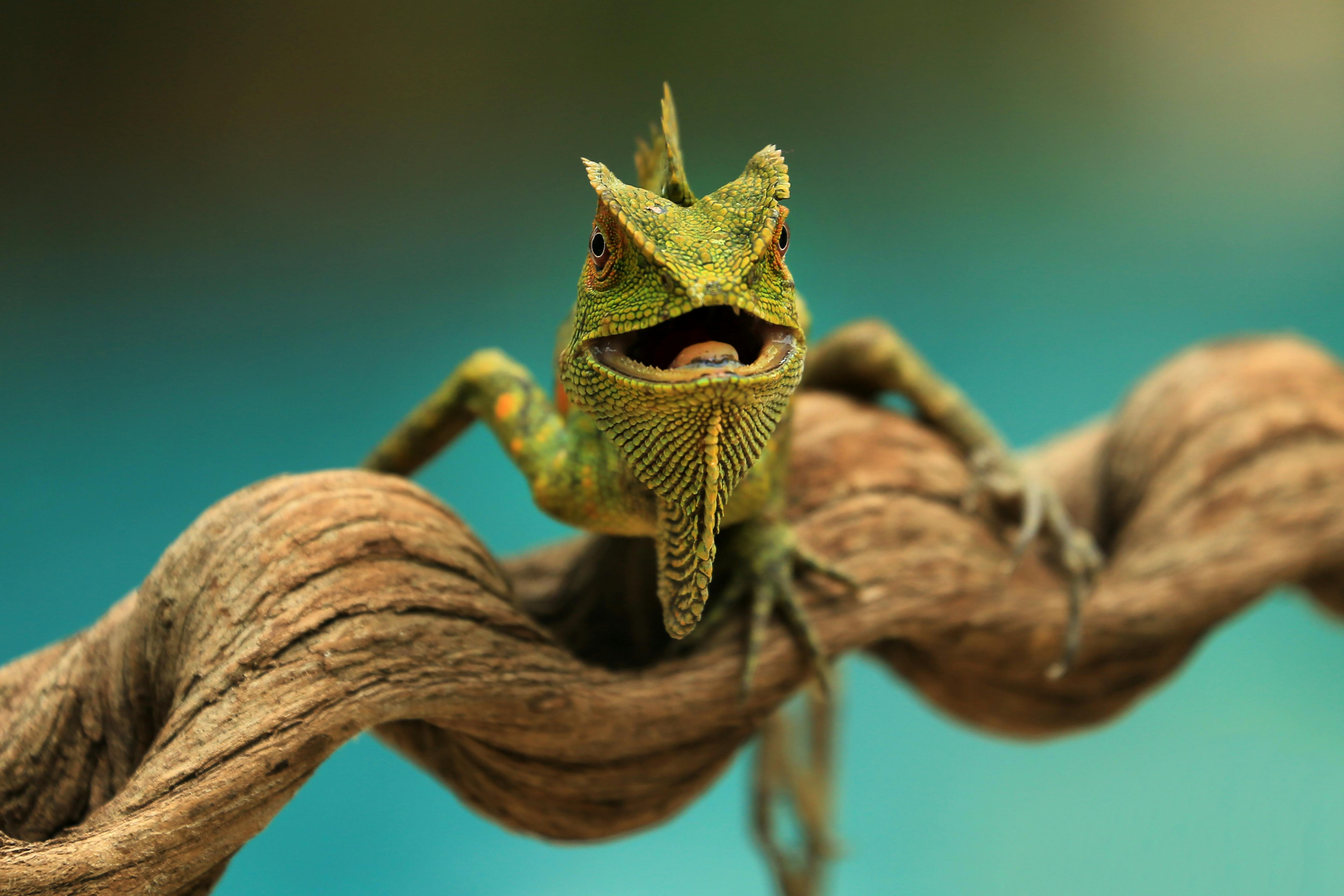 Reptile World
